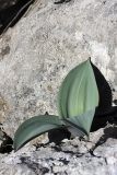 Allium karataviense