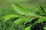 Salix caprea. Верхушка побега. Окр. Архангельска, луг. 10.07.2012.