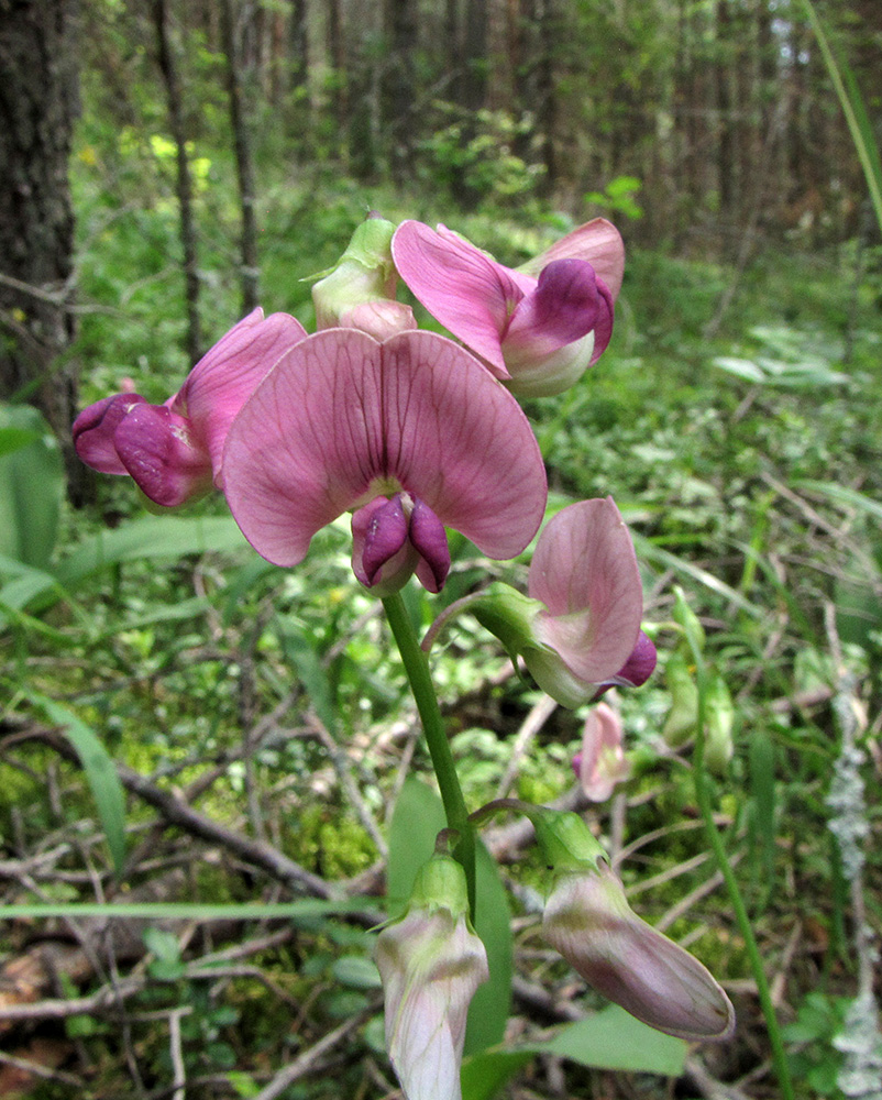 Image of Lathyrus sylvestris specimen.