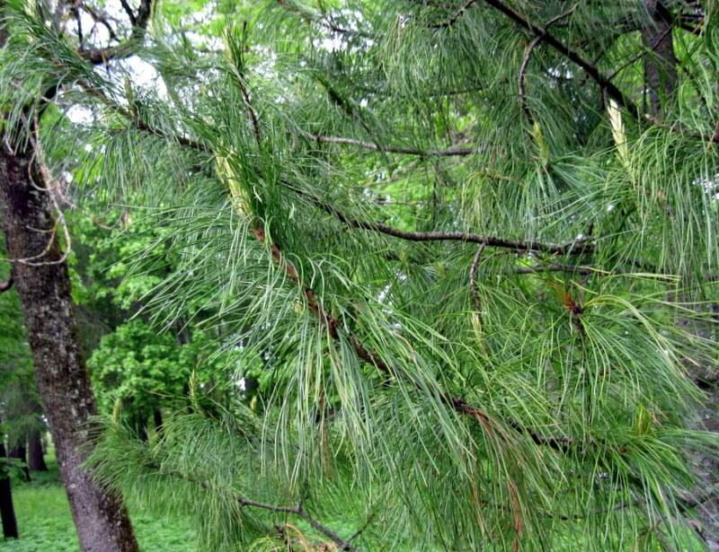 Изображение особи Pinus strobus.