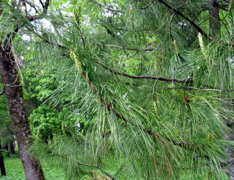 Image of Pinus strobus specimen.