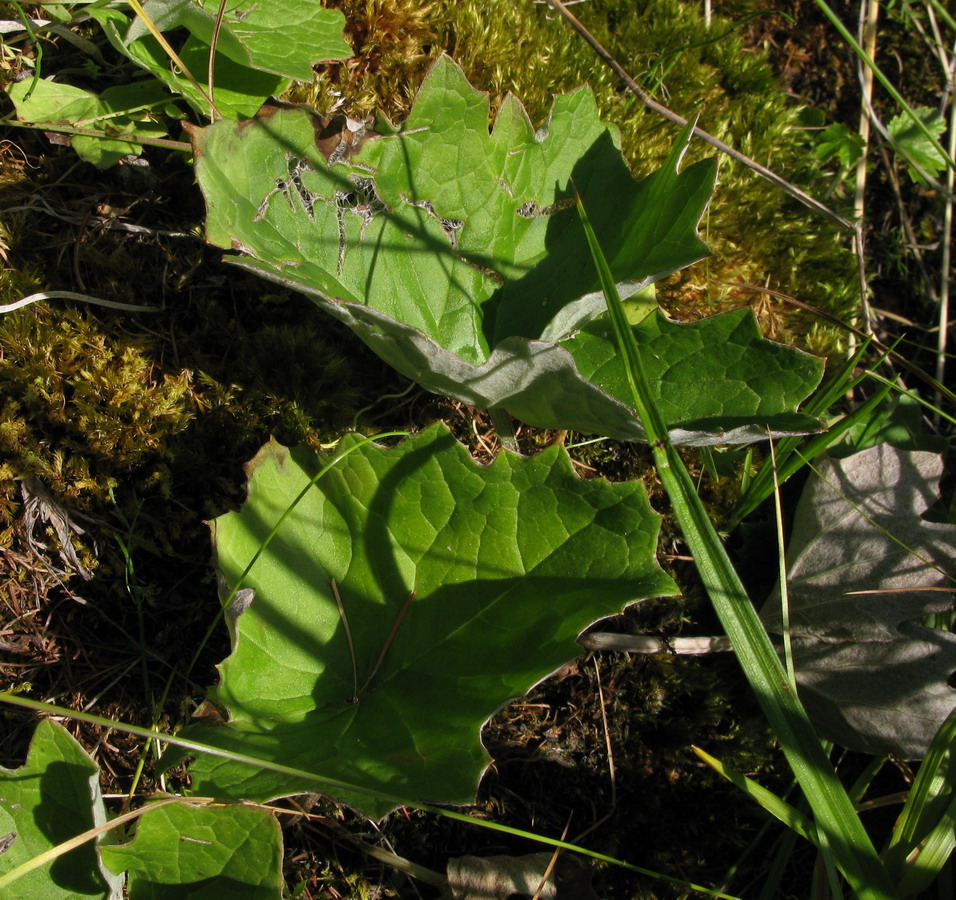 Image of Petasites frigidus specimen.