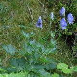 Aconitum burnatii