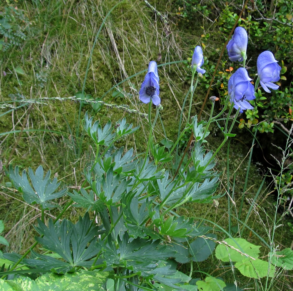 Изображение особи Aconitum burnatii.