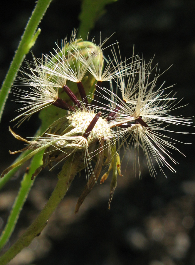 Image of Hieracium scabiosum specimen.