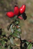 Rosa turcica. Побег с плодами. Восточный Крым, г. Агармыш. 15 сентября 2012 г.