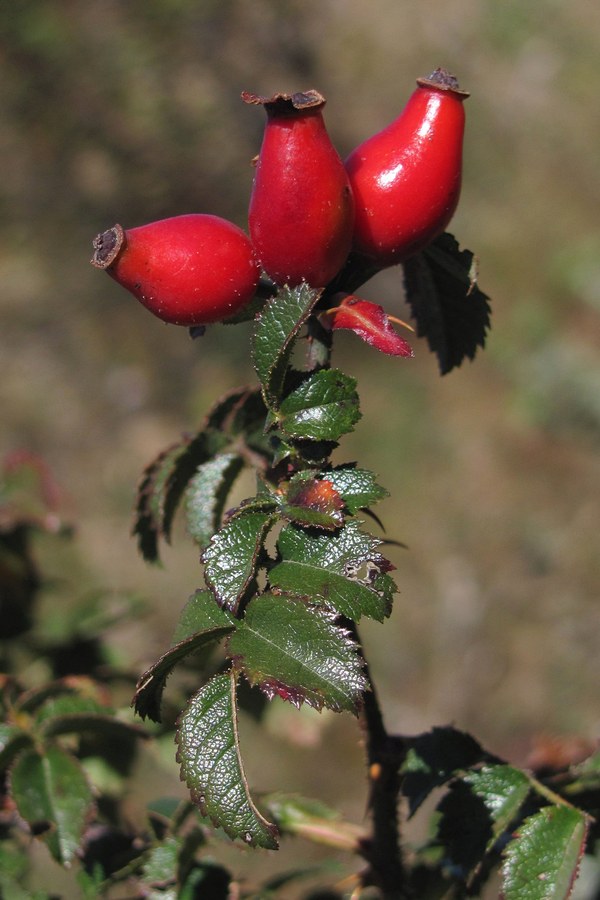 Изображение особи Rosa turcica.