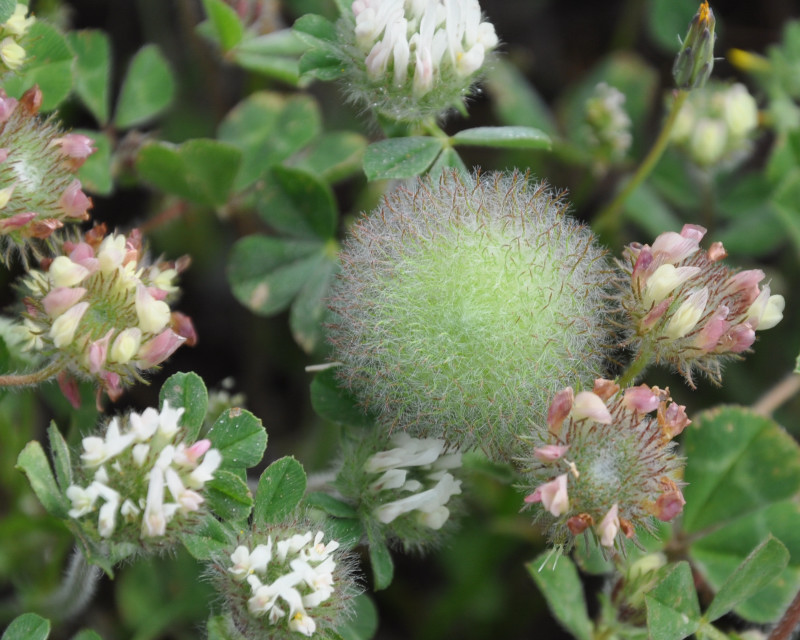 Изображение особи Trifolium globosum.