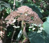 Hydrangea aspera ssp. sargentiana