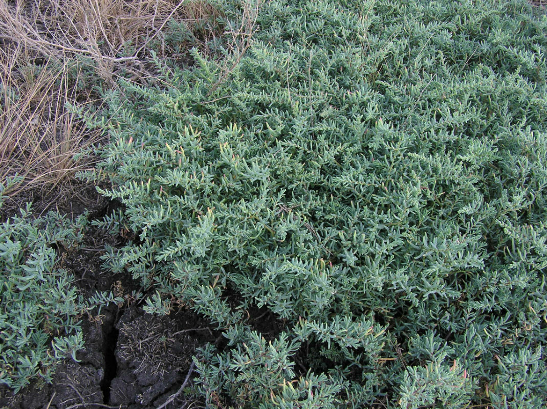 Image of Suaeda prostrata specimen.