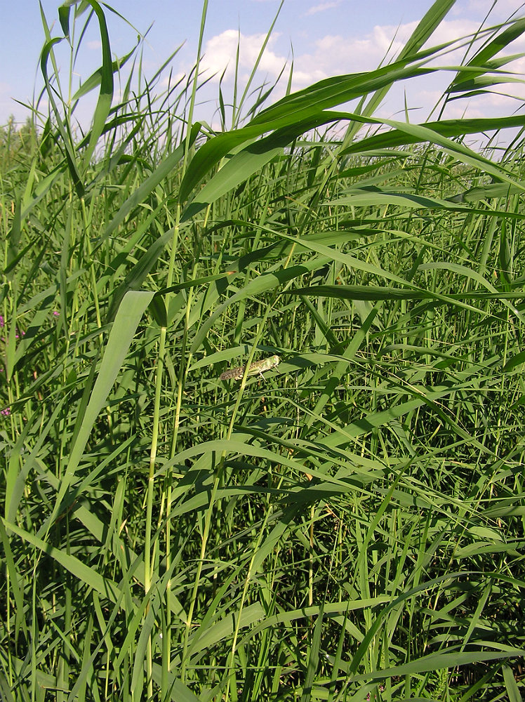 Изображение особи Phragmites australis.