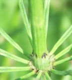 Equisetum arvense