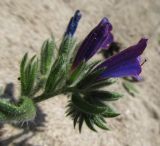 Echium sabulicola. Верхушка соцветия; видна форма чашечек. Испания, г. Валенсия, резерват Альбуфера (Albufera de Valencia), стабилизировавшаяся дюна. 6 апреля 2012 г.