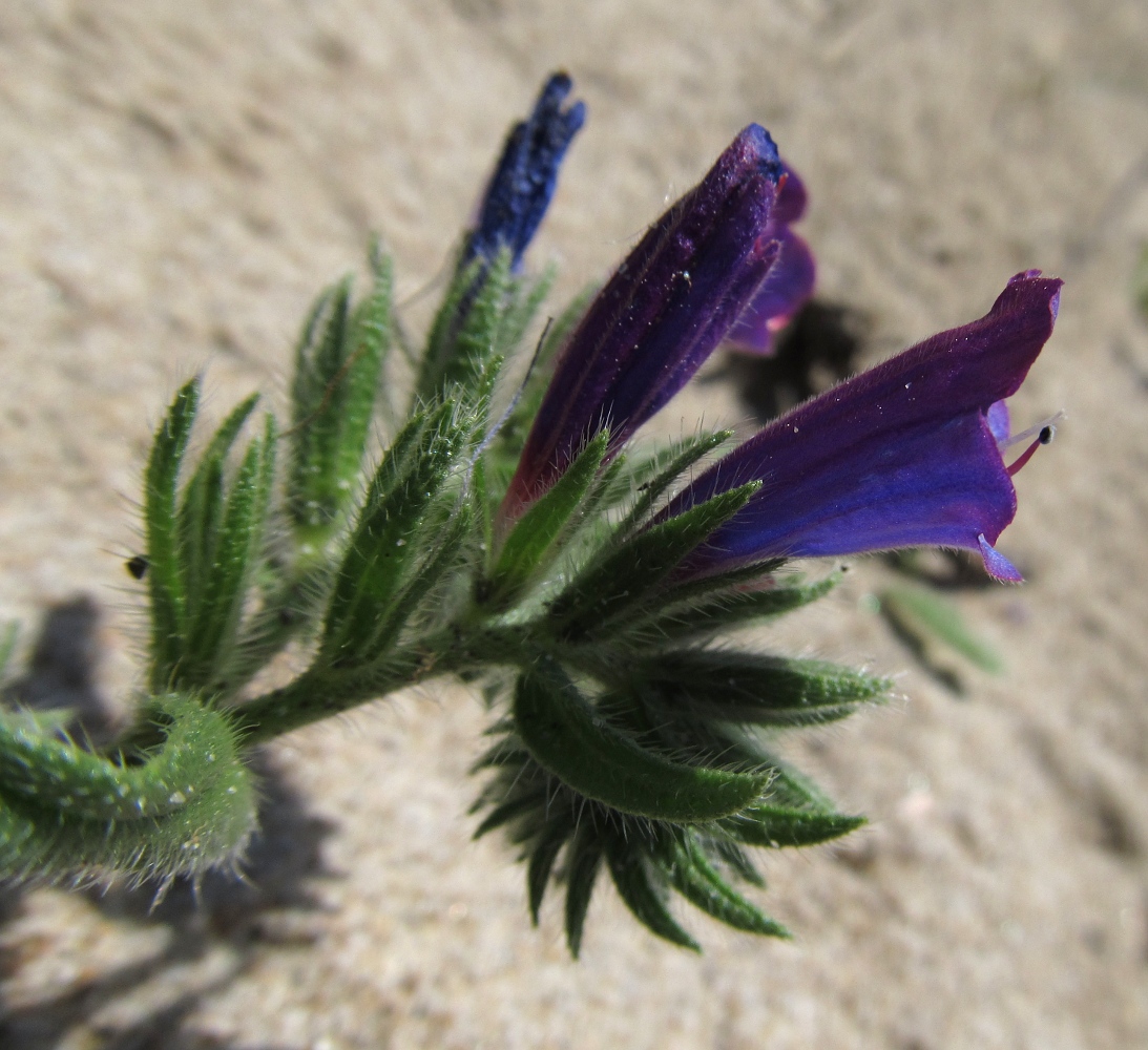 Image of Echium sabulicola specimen.