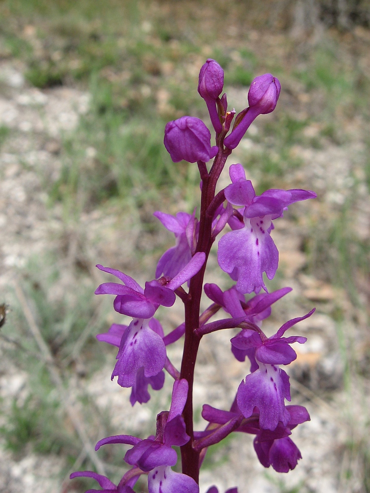 Изображение особи Orchis mascula.