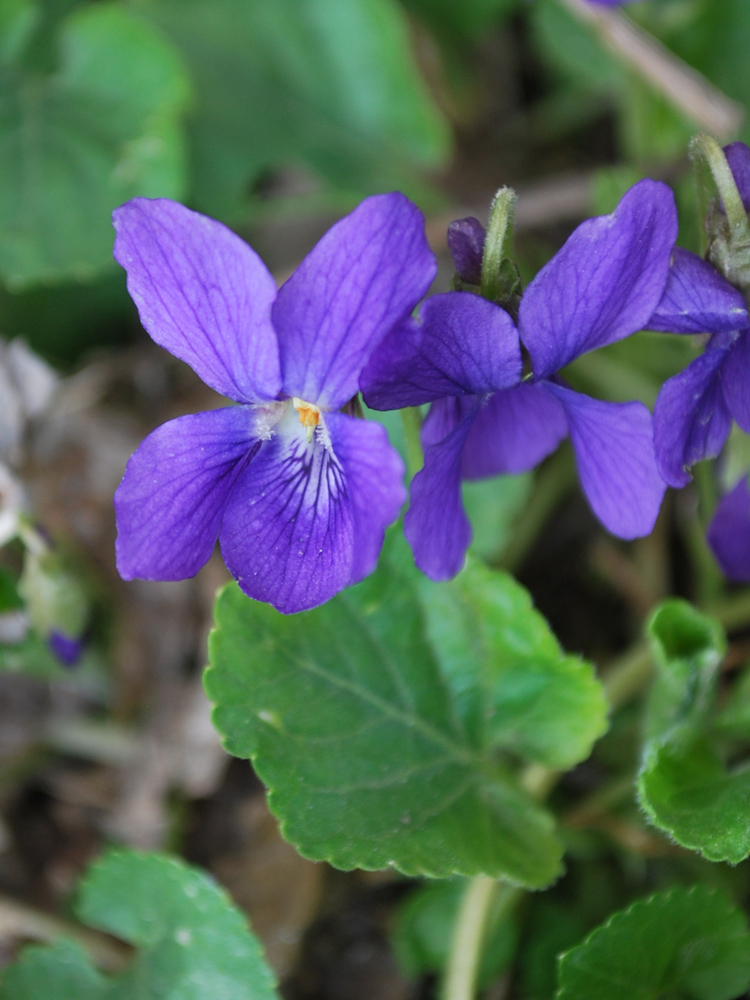 Изображение особи Viola odorata.