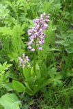 Orchis militaris. Цветущее растение на лугу. Иркутск, левый берег р. Иркут. 17.06.2012.