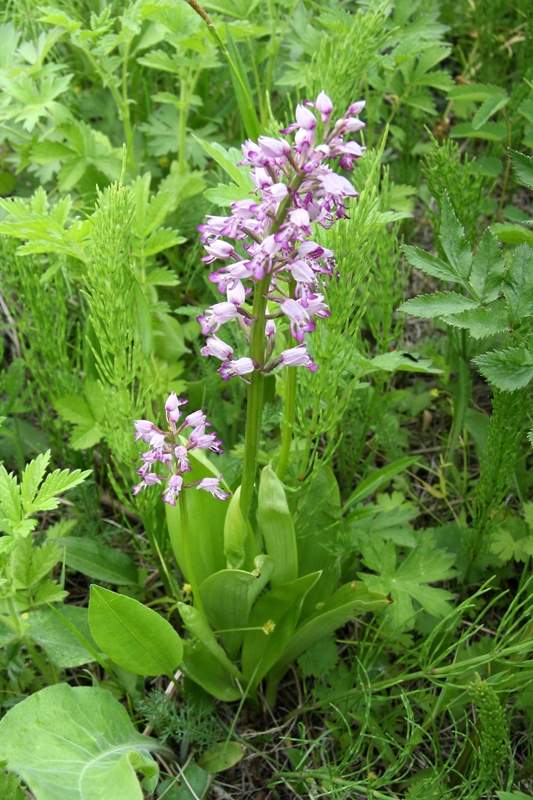 Изображение особи Orchis militaris.