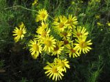 Senecio jacobaea