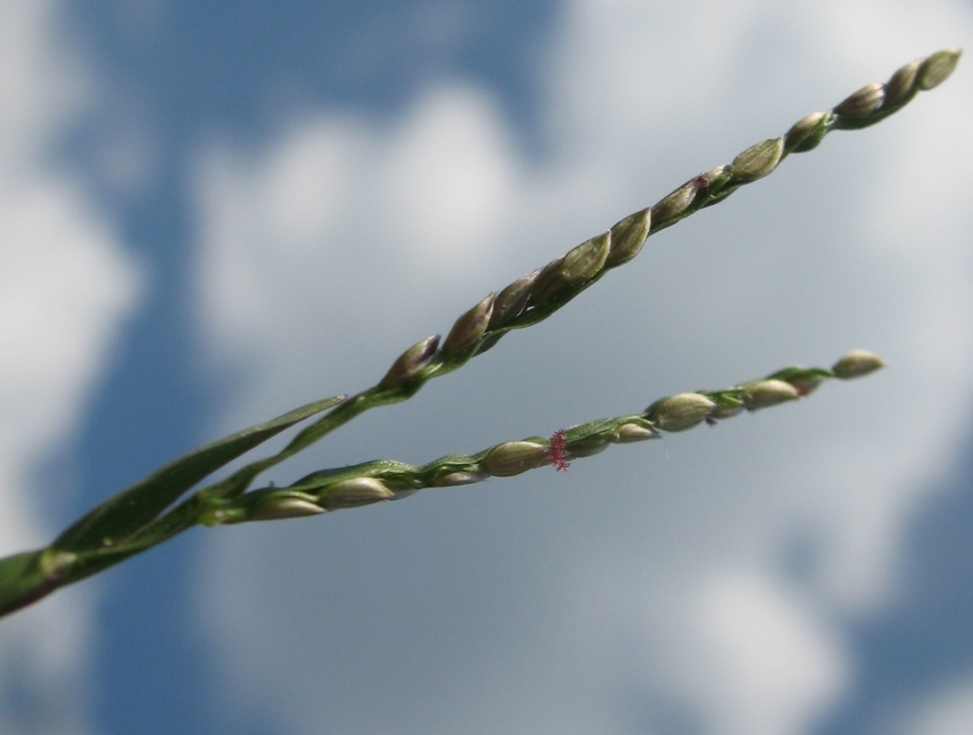 Image of Digitaria ischaemum specimen.