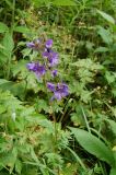 Polemonium caucasicum. Верхушка цветущего растения. Карачаево-Черкесская Республика, Карачаевский р-н, ущелье Муруджу. 19.07.2012.