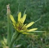 Tragopogon dubius. Соцветие. Ростовская обл., г. Азов, у двора. 01.06.2012.