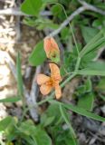 Lathyrus blepharicarpus