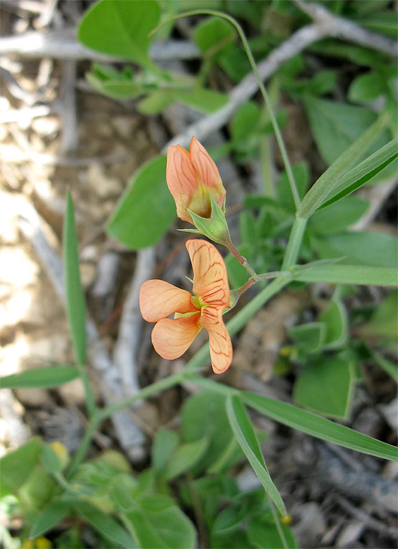 Изображение особи Lathyrus blepharicarpus.