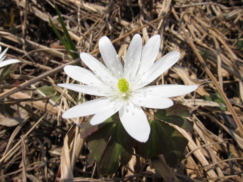 Изображение особи Anemone raddeana.