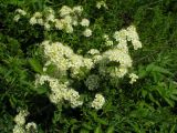 Spiraea crenata