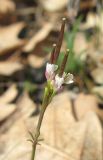 Cardamine hirsuta. Соцветие с цветками и завязавшимися плодами. Крым, Карадагский заповедник. 3 апреля 2013 г.