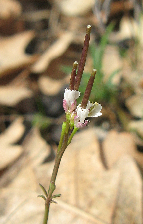 Image of Cardamine hirsuta specimen.