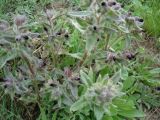 Nonea rossica