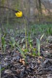 Tulipa biebersteiniana