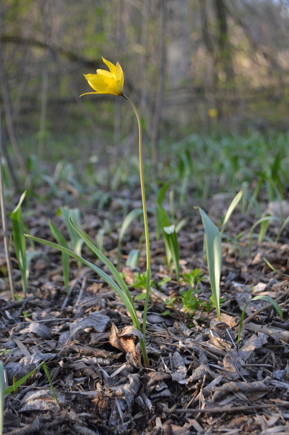 Изображение особи Tulipa biebersteiniana.