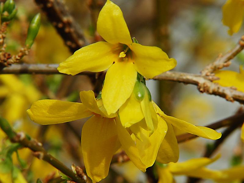 Image of Forsythia × intermedia specimen.