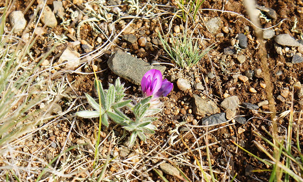 Изображение особи Oxytropis pumila.