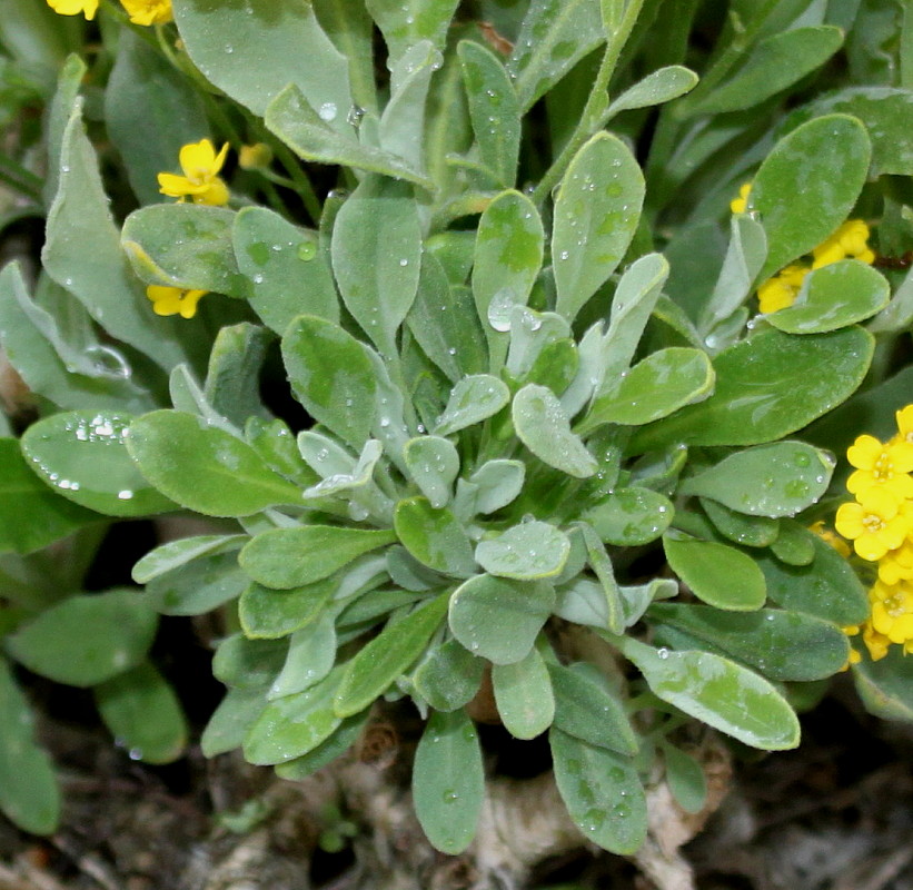 Изображение особи Aurinia saxatilis.