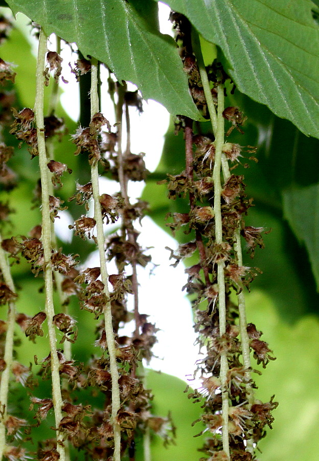 Image of Quercus pontica specimen.