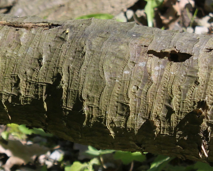 Image of genus Yucca specimen.