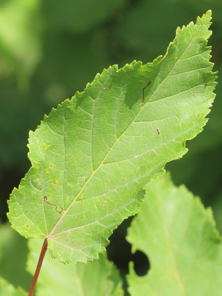 Изображение особи Acer tataricum.