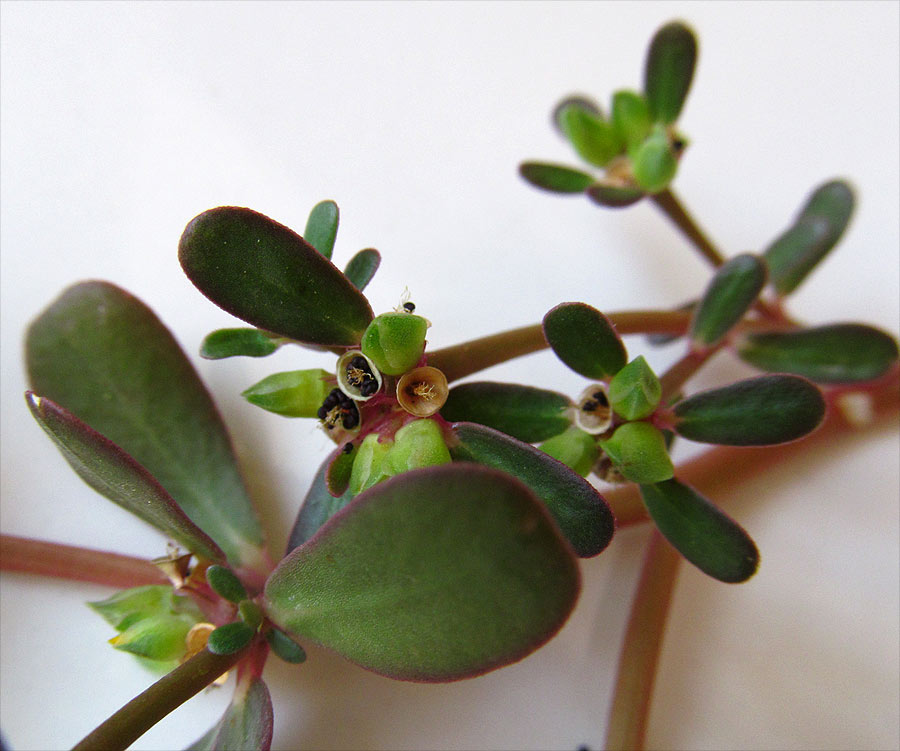 Изображение особи Portulaca oleracea.