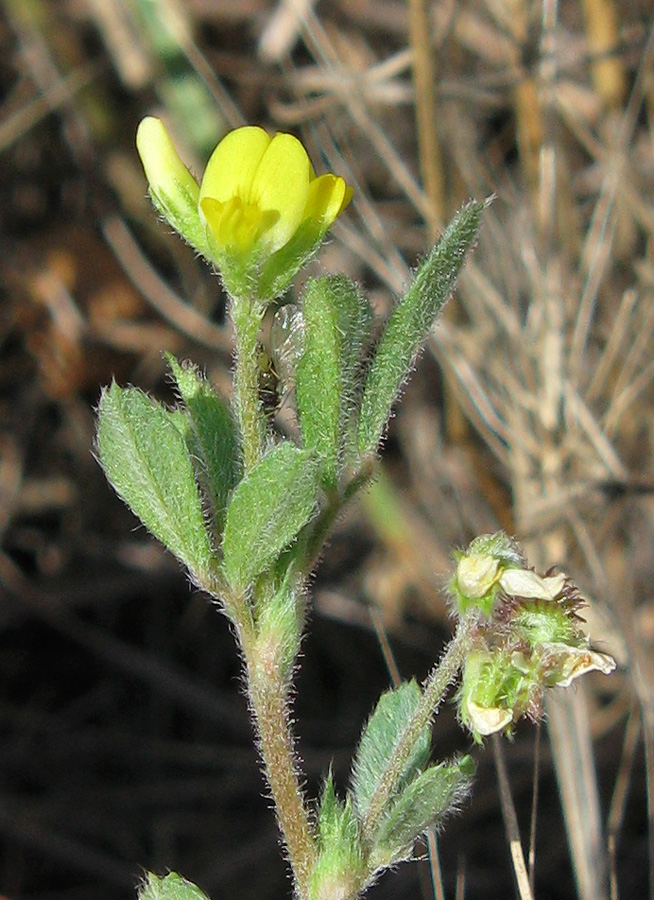 Image of Medicago minima specimen.