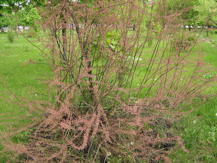 Image of genus Tamarix specimen.