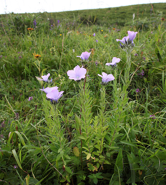 Image of Linum hypericifolium specimen.