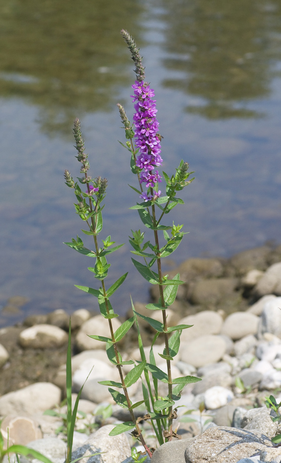 Image of Lythrum salicaria specimen.