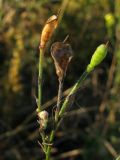 Delphinium paniculatum