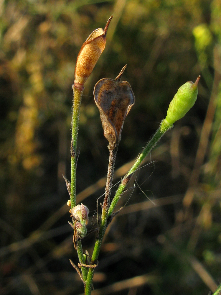 Image of Delphinium paniculatum specimen.