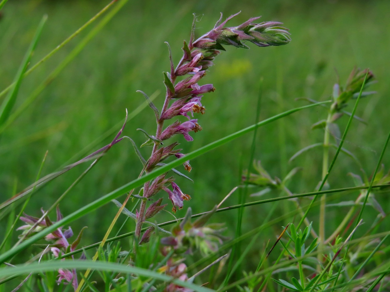 Изображение особи Odontites vulgaris.