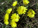 Adonis volgensis
